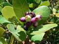 Syzygium cordatum